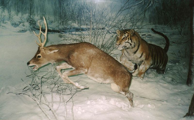 File:Tiger chasing a deer.jpg
