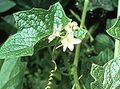 Wild Cucumber (M. oreganus) Genus: Marah