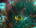 Thumbnail for version as of 17:04, 20 November 2006