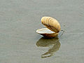 Thumbnail for version as of 00:29, 3 December 2009