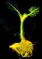 Thumbnail for version as of 16:34, 21 October 2008