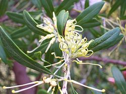 Olive flower.jpg