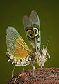 Thumbnail for version as of 05:53, 6 December 2012