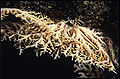 Lace Coral (S. tenisonwoods) Genus:Stylaster
