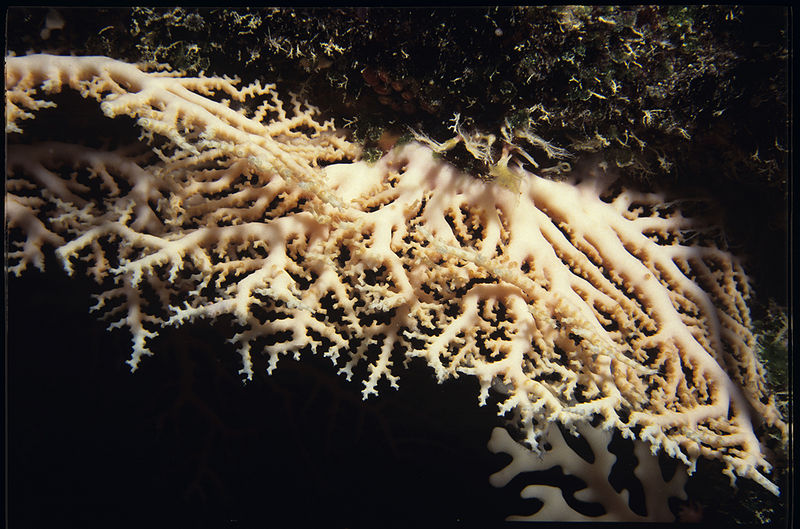 File:Stylaster tenisonwoods.jpg
