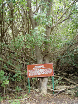Tree full pic.jpg