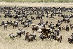Wildebeest herd.jpg