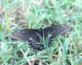 Eastern Black Swallowtail (Papilo polyxenes)