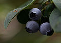 Highbush Bluberries (V. corymbosum)