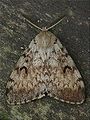Gypsy Moth (Lymantria dispar) Family:Lymantriidae Genus: Lymantria