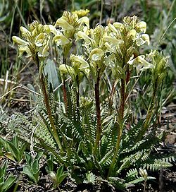 Parry's lousewort.jpg