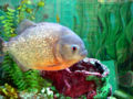 Red-Bellied Piranha (Pygocentrus nattereri) Genera: Serrasalminae