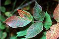 Poison Sumac (Toxicodendron vernix )