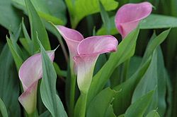 Purple calla lilies.jpg