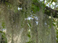 Common-name (species name) Subtaxa:name