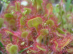 Sundew 2.jpg