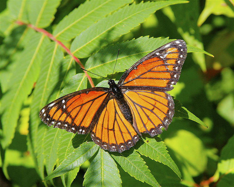 File:Viceroy BUtterfly Anatomy.jpg