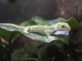 Green forest gecko