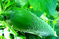 Cucumber (C. sativus) Genus: Cucumis