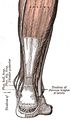 Thumbnail for version as of 07:15, 6 November 2016