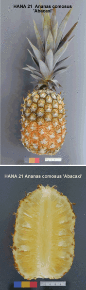 File:AnanasComosusAbacaxi.gif