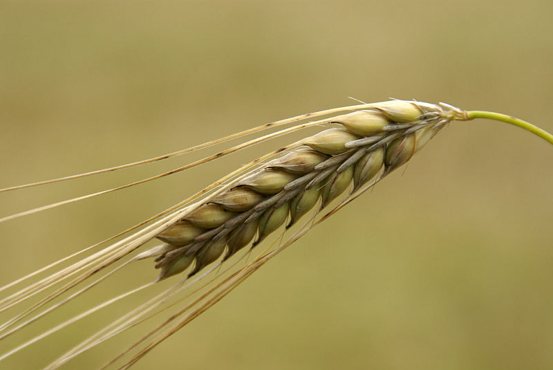 File:Barley-1.jpg