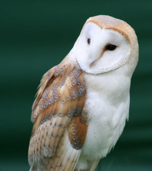 Barnowl.jpg