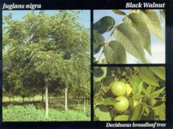 Black Walnut.JPG