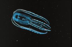 Ctenophore2.jpg