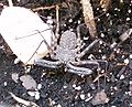 (Damon diadema) Family: Phrynichidae