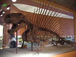 Dimetrodon skeleton.jpg