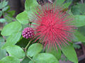 Dwarf Powder Puff (C. tergemina var. emarginata) Genus: Calliandra