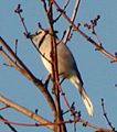 Blue Jay (cristata) Cyanocitta cristata