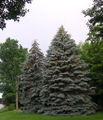 Blue Spruce (Picea pungens)