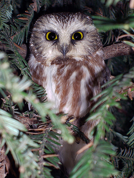 File:Northern saw whet.jpg