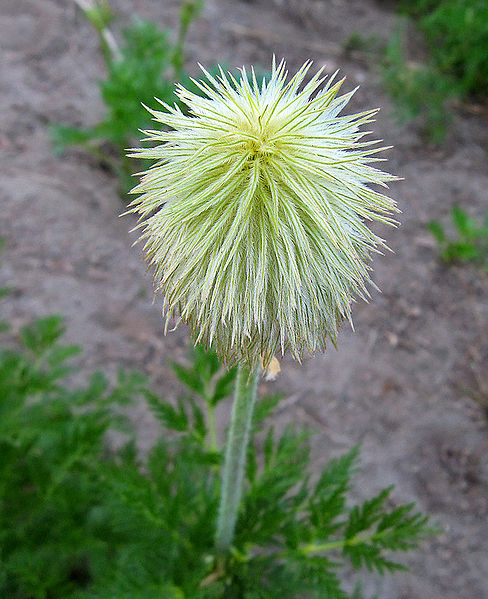 File:P.jpg