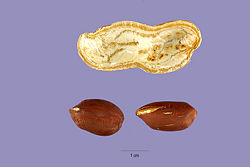 Arachis hypogaea sub-family:Faboideae