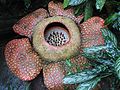Corpse Flower (Rafflesia arnoldii)