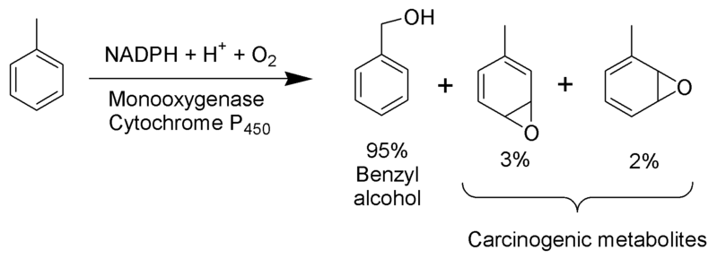 File:Toluene Metabolism Scheme.png