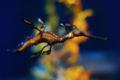 weedy sea dragon ( Phyllopteryx taeniolatus)