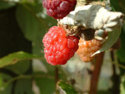 3 raspberries.jpg
