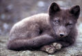 arctic fox (A. lagopus) in summer coat