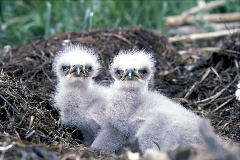 File:Baby-eagles-527426 960 720.jpg