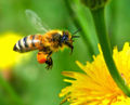Western honey bee or European honey bee (Apis mellifera)