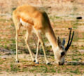 Goitered Gazelle (Gazella subgutturosa) Species: Gazella subgutturosa