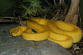 McGregor's Pit Viper (T. mcgregori) Genus: Trimeresurus