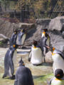 Emporer Penguin (Aptenodytes forsteri)
