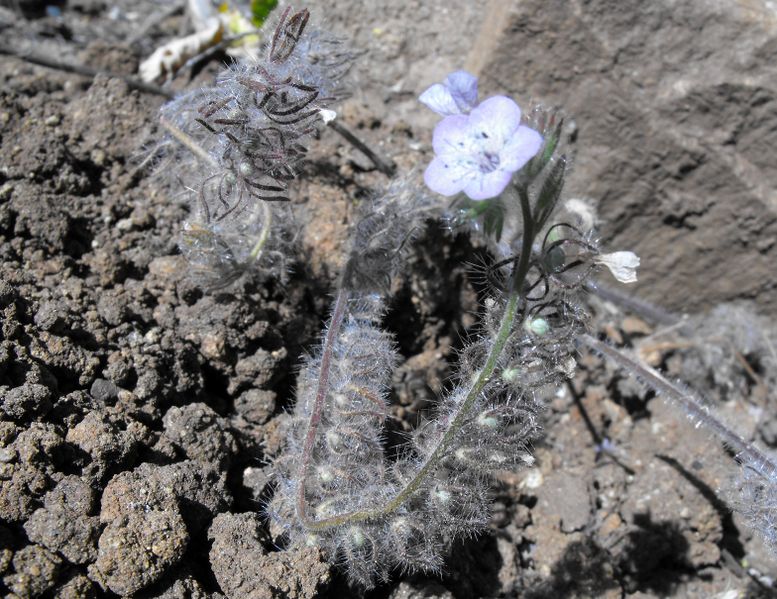 File:Phaceliacicutaria.jpg
