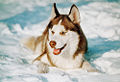 Siberian Husky (C. lupus) Subtaxa:C. l. familiaris