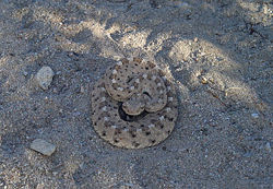 Sidewinder.jpg
